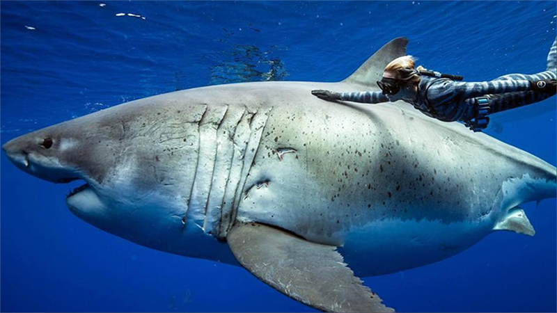 Ocean Inpired Set of Four Products, Face/Body Wash, Face Serum, Face/Lip Balm, Travel Foamer